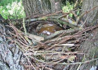 Nest by Antonia Soto