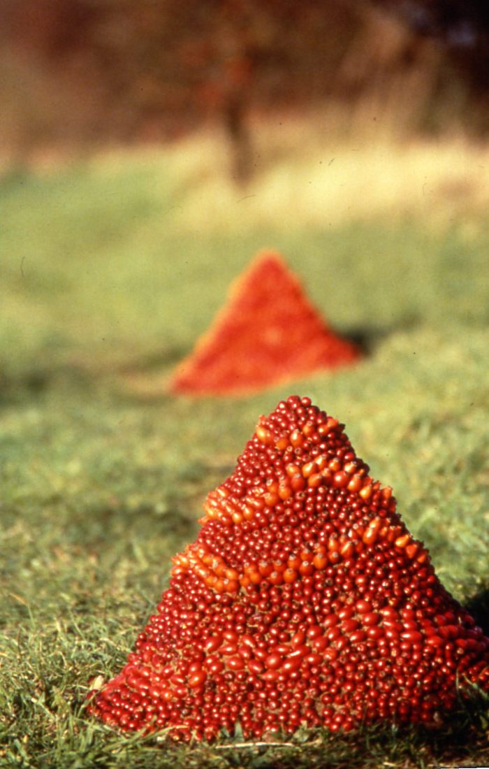 Hawthorn Alignment (2)
